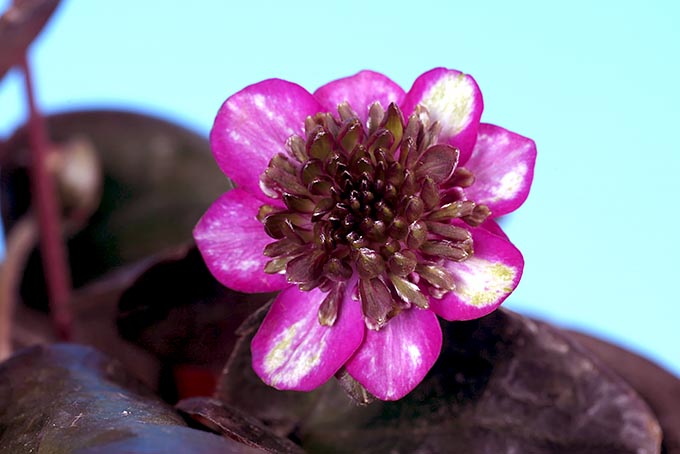 私の花